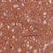 Tetraspanin 7 antibody, NBP2-52894, Novus Biologicals, Immunohistochemistry paraffin image 