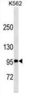 TNF Receptor Superfamily Member 8 antibody, abx025475, Abbexa, Western Blot image 