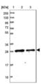 Mitochondrial Translational Initiation Factor 3 antibody, NBP1-92121, Novus Biologicals, Western Blot image 