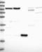 Nucleophosmin/Nucleoplasmin 3 antibody, NBP1-90907, Novus Biologicals, Western Blot image 