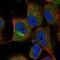 Innate Immunity Activator antibody, NBP1-90424, Novus Biologicals, Immunofluorescence image 