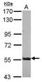 Spindle assembly abnormal protein 6 homolog antibody, GTX118940, GeneTex, Western Blot image 