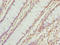 Transmembrane Protein 143 antibody, LS-C396689, Lifespan Biosciences, Immunohistochemistry paraffin image 