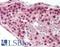 Bromodomain And PHD Finger Containing 3 antibody, LS-B11623, Lifespan Biosciences, Immunohistochemistry paraffin image 