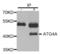 Autophagy Related 4A Cysteine Peptidase antibody, LS-C332196, Lifespan Biosciences, Immunoprecipitation image 