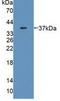 Malate Dehydrogenase 1 antibody, LS-C373603, Lifespan Biosciences, Western Blot image 