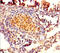 Protein FAM161A antibody, A64930-100, Epigentek, Immunohistochemistry paraffin image 