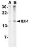 Radiation-inducible immediate-early gene IEX-1 antibody, orb74847, Biorbyt, Western Blot image 