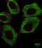 Tubulin beta-5 chain antibody, abx025155, Abbexa, Immunofluorescence image 