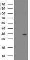 Proteasome Subunit Beta 4 antibody, LS-C173305, Lifespan Biosciences, Western Blot image 
