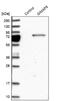 Ian9 antibody, NBP1-85059, Novus Biologicals, Western Blot image 