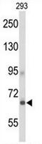 Adhesion G Protein-Coupled Receptor D1 antibody, AP51916PU-N, Origene, Western Blot image 