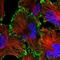 Transmembrane Protein 139 antibody, NBP1-83439, Novus Biologicals, Immunofluorescence image 