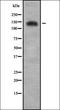 Ubiquitin-specific-processing protease 40 antibody, orb378440, Biorbyt, Western Blot image 