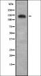 Ubiquitin Specific Peptidase 40 antibody, orb378440, Biorbyt, Western Blot image 