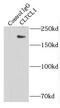 Clathrin Heavy Chain Like 1 antibody, FNab01779, FineTest, Immunoprecipitation image 