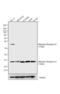 Adenosine A1 Receptor antibody, GTX23460, GeneTex, Western Blot image 