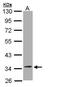 2,4-Dienoyl-CoA Reductase 1 antibody, PA5-22042, Invitrogen Antibodies, Western Blot image 