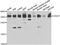 O-Sialoglycoprotein Endopeptidase antibody, abx006978, Abbexa, Western Blot image 