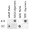 Amyloid Beta Precursor Protein antibody, 57006, QED Bioscience, Dot Blot image 