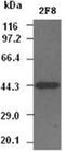 Keratin 19 antibody, ADI-905-839-100, Enzo Life Sciences, Western Blot image 