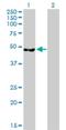 Cleavage And Polyadenylation Factor I Subunit 1 antibody, H00010978-B01P, Novus Biologicals, Western Blot image 