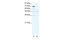 T-Box 5 antibody, 27-851, ProSci, Western Blot image 