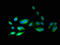 5-Aminoimidazole-4-Carboxamide Ribonucleotide Formyltransferase/IMP Cyclohydrolase antibody, LS-C396158, Lifespan Biosciences, Immunofluorescence image 