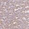 Regulator Of G Protein Signaling 16 antibody, HPA053250, Atlas Antibodies, Immunohistochemistry frozen image 