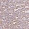 A28-RGS14P antibody, HPA053250, Atlas Antibodies, Immunohistochemistry frozen image 