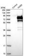 NME/NM23 Family Member 8 antibody, PA5-53967, Invitrogen Antibodies, Western Blot image 