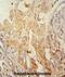 Serine/threonine-protein kinase PINK1, mitochondrial antibody, abx025541, Abbexa, Immunohistochemistry frozen image 