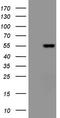 Vascular Endothelial Growth Factor D antibody, TA807781S, Origene, Western Blot image 