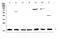 Interleukin 23 Subunit Alpha antibody, A01097-1, Boster Biological Technology, Western Blot image 