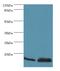 ATPM antibody, LS-C375281, Lifespan Biosciences, Western Blot image 