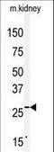 Claudin 2 antibody, LS-C100056, Lifespan Biosciences, Western Blot image 