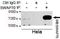 Switching B Cell Complex Subunit SWAP70 antibody, M06972, Boster Biological Technology, Immunoprecipitation image 