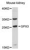 Glutathione peroxidase 3 antibody, LS-C748026, Lifespan Biosciences, Western Blot image 