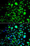 Peroxisomal Biogenesis Factor 14 antibody, 22-871, ProSci, Immunofluorescence image 