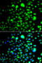 Peroxisomal membrane protein PEX14 antibody, 22-871, ProSci, Immunofluorescence image 