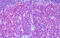 MLP antibody, MBS245795, MyBioSource, Immunohistochemistry frozen image 