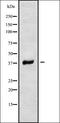 Ring Finger Protein 167 antibody, orb338285, Biorbyt, Western Blot image 
