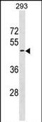 G Protein-Coupled Receptor 151 antibody, PA5-72146, Invitrogen Antibodies, Western Blot image 