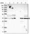 Glyoxylate And Hydroxypyruvate Reductase antibody, PA5-54652, Invitrogen Antibodies, Western Blot image 