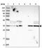 Glyoxylate And Hydroxypyruvate Reductase antibody, PA5-54652, Invitrogen Antibodies, Western Blot image 