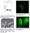 RAB27A, Member RAS Oncogene Family antibody, AB7223-200, SICGEN, Immunofluorescence image 