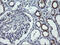 Dynamin 1 Like antibody, M00556-1, Boster Biological Technology, Immunohistochemistry paraffin image 