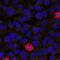 Eukaryotic Translation Initiation Factor 4 Gamma 1 antibody, A01351, Boster Biological Technology, Immunofluorescence image 