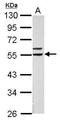 Retinoid X Receptor Alpha antibody, GTX113828, GeneTex, Western Blot image 