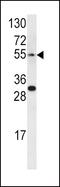 Endothelin Receptor Type A antibody, GTX17405, GeneTex, Western Blot image 